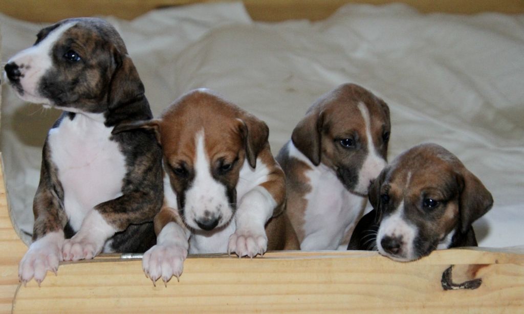 Chiots AZAWAKH