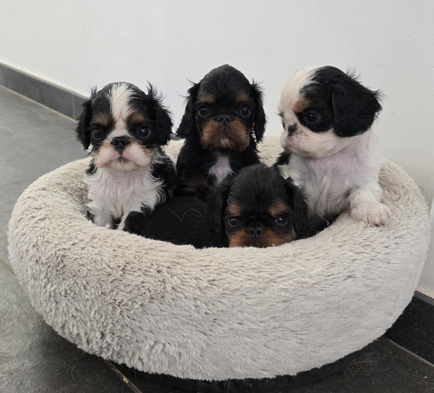 Chiot King Charles Spaniel du Domaine des Trois Clefs