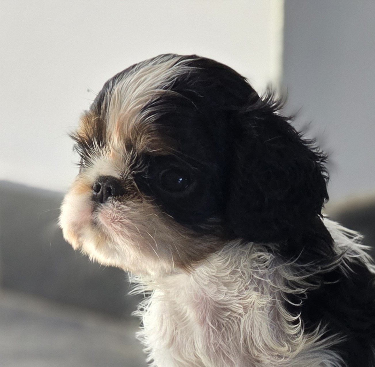du Domaine des Trois Clefs - Chiots disponibles - King Charles Spaniel