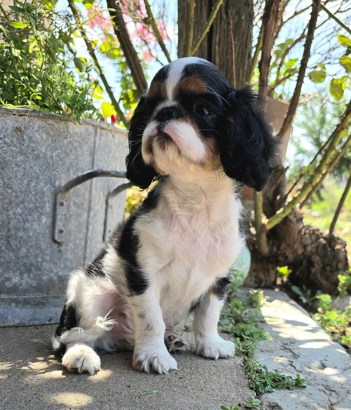 du Domaine des Trois Clefs - Chiots disponibles - King Charles Spaniel